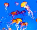 Aquarium de Monterey Bay