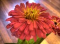 Zinnia