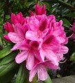 Fleur de Rhododendron