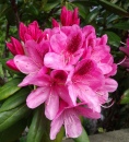 Fleur de Rhododendron