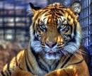 Tigre au Zoo de Topeka