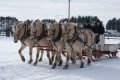 BEAUCOUP de puissance de chevaux !