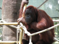 Orang-outan au zoo de Phoenix