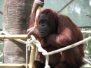 Orang-outan au zoo de Phoenix