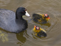 Famille Foulque d'Amérique