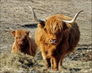 Vache et veau Highland