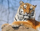 Tigre au zoo de Dartmoor