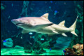 Requin Blanc, Aquarium de Sydney