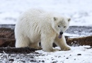 Bébé ours polaire, Refuge national de la vie sauvage de l'Arctique