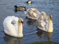 Parent et enfants de cygne