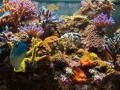 Aquarium Tropical