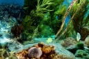 Vie sous-marine de l'îlot de Bonaire