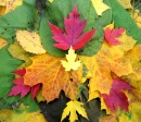 Feuilles d'automne