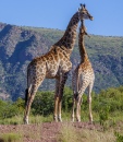 Une mère girafe et son petit