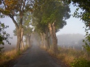 Avenue a Misty Morning in Falltime