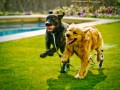 Labrador noir et golden retriever
