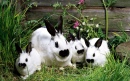 Famille de lapins