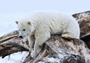 Jeune Ours polaire, Refuge national de la vie sauvage de l'Arctique