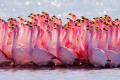 Rituel d'accouplement de Flamants Roses