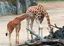 Mrs Giraffe & Junior