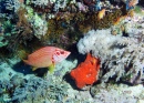 Plongée sous-marine à l'île de Big Brother, Mer Rouge, Egypte