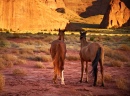 Chevaux dans le Parc de la tribu Navajo, Monument Valley