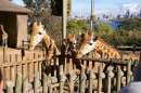 Girafes au Zoo de Taronga, Australie