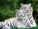 Tigres Blancs