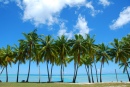Palmiers, Cook Islands