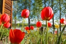 Les tulipes s'étirent pour la tièdeur du soleil