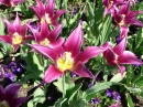 Lys et tulipes, Jardins de Longwood
