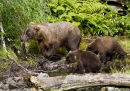 Maman ours et ses petits