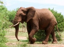 Un éléphant Africain en marche