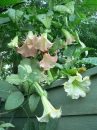 Brugmansia en fleurs