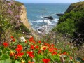 Falaises et fleurs de la côte Pacifique