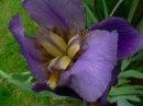 Iris violet