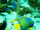 Snorkeling au large de Key Largo, Floride
