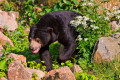 Un ours marchant sous le soleil au zoo de Burgers, Pays-Bas