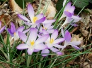 Des Crocus