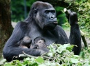 Gorilles au zoo de Burgers, Pays-Bas