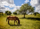 Les chevaux rendent le paysage magnifique