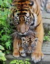 Un bébé tigre et sa maman