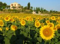Champs de tournesol