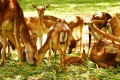 Cerfs au parc national de Bannerghatta, Inde