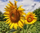 Champ de tournesol