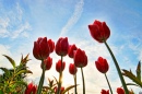 Tulipes rouges