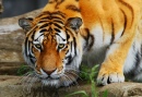 Tigre altaïque