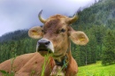 Une vache Suisse d'origine