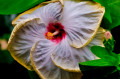 Hibiscus chinois