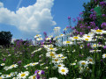 Nuages ​​& Marguerites
